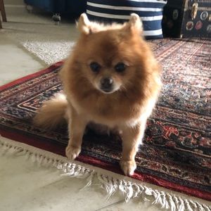 Meet your Posher, Lisa